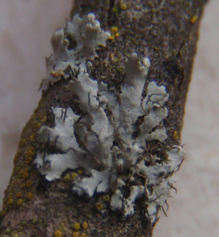 Physcia?